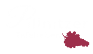 Pillnitzer-Tafelreben